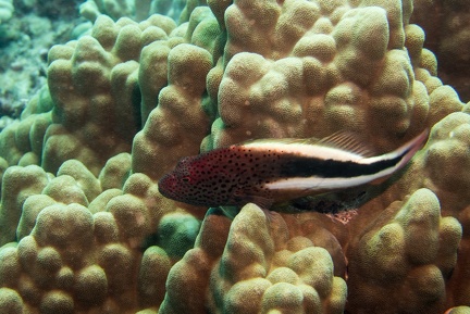 Blackside Hawkfish