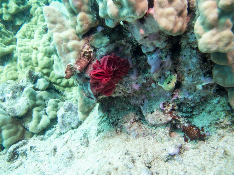 _7150052.jpg