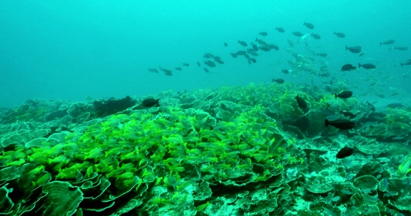 Raja Ampat Fish Fest PC141704