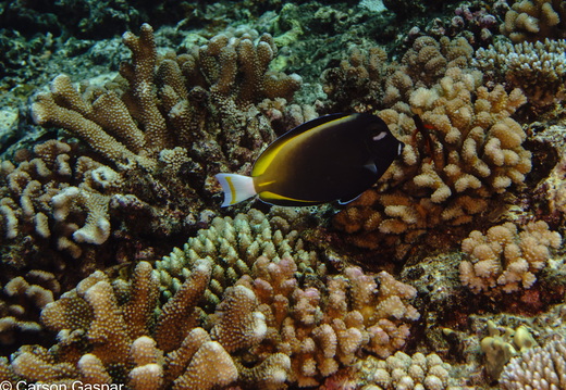 French Polynesia 2021