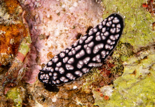  DSC4297