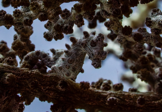  DSC5173-Enhanced-NR-gigapixel-standard-scale-5 00x