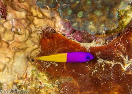  DSC4421